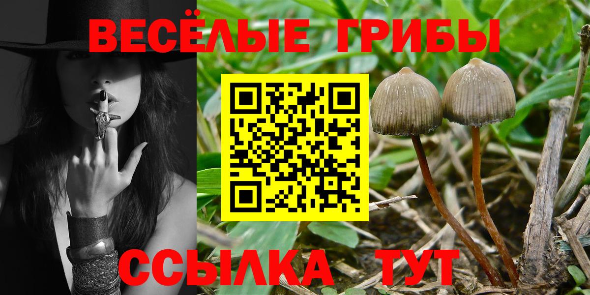 Псилоцибиновые грибы Psilocybine cubensis  Псилоцибиновые грибы Psilocybe  Вход с VPN  Соль-Илецк 